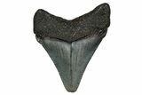 Juvenile Megalodon Tooth - South Carolina #340421-1